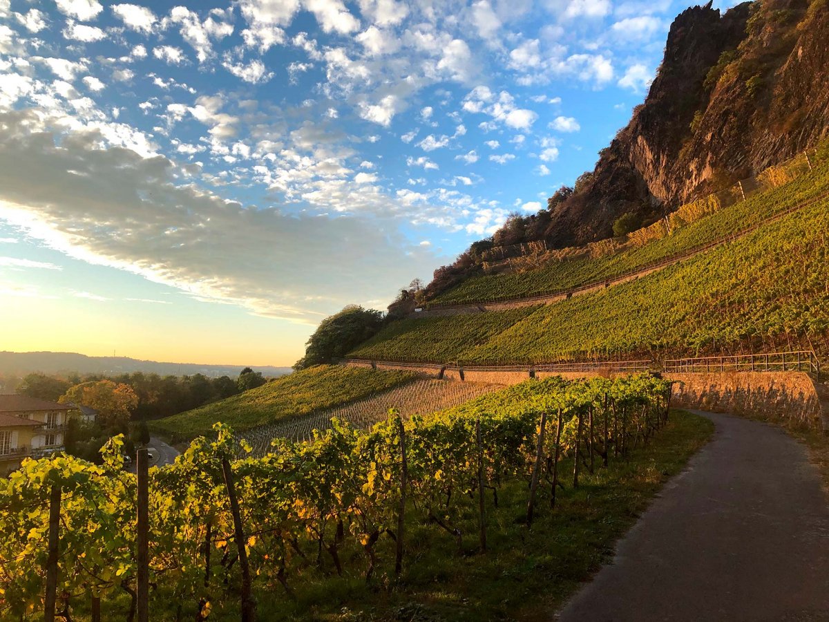 Lagenfoto-Weingut-Pieper-Rhöndorfer-Drachenfels